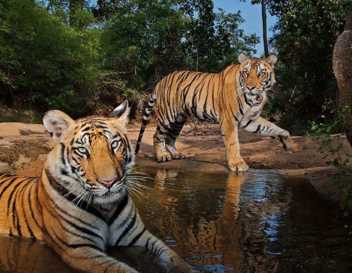 Tigers-Simlipal-National-Park