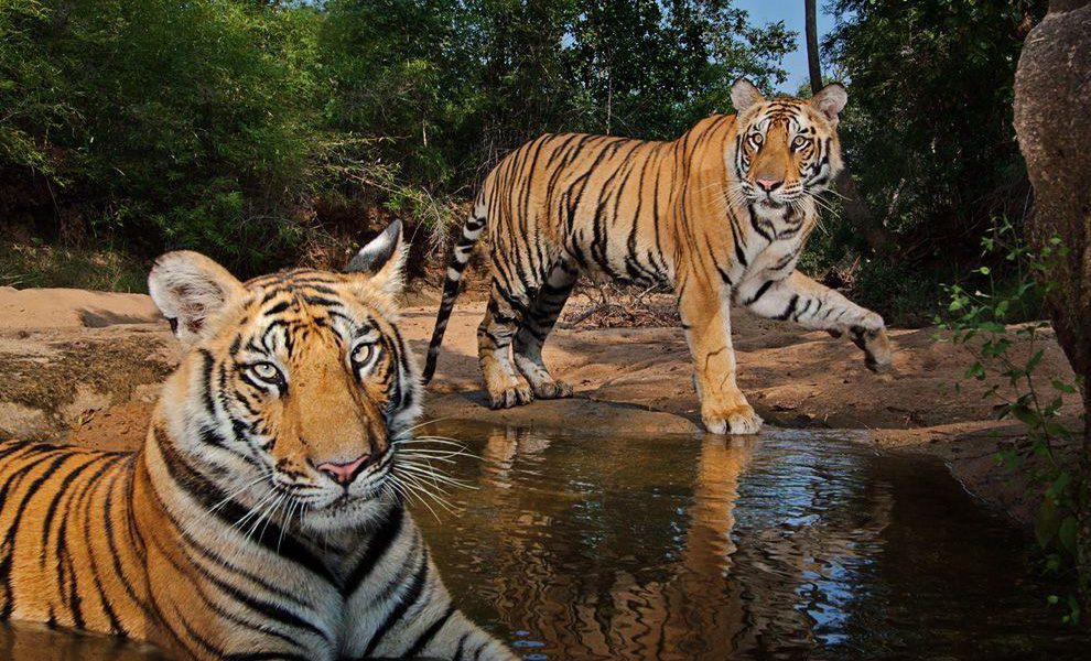 Tigers-Simlipal-National-Park