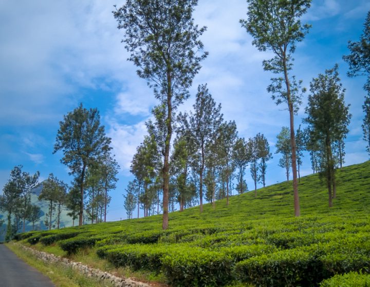 wayanad-tea-garden-kerala